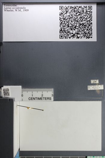 Media type: image;   Entomology 559220